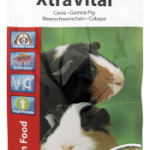 Cavia