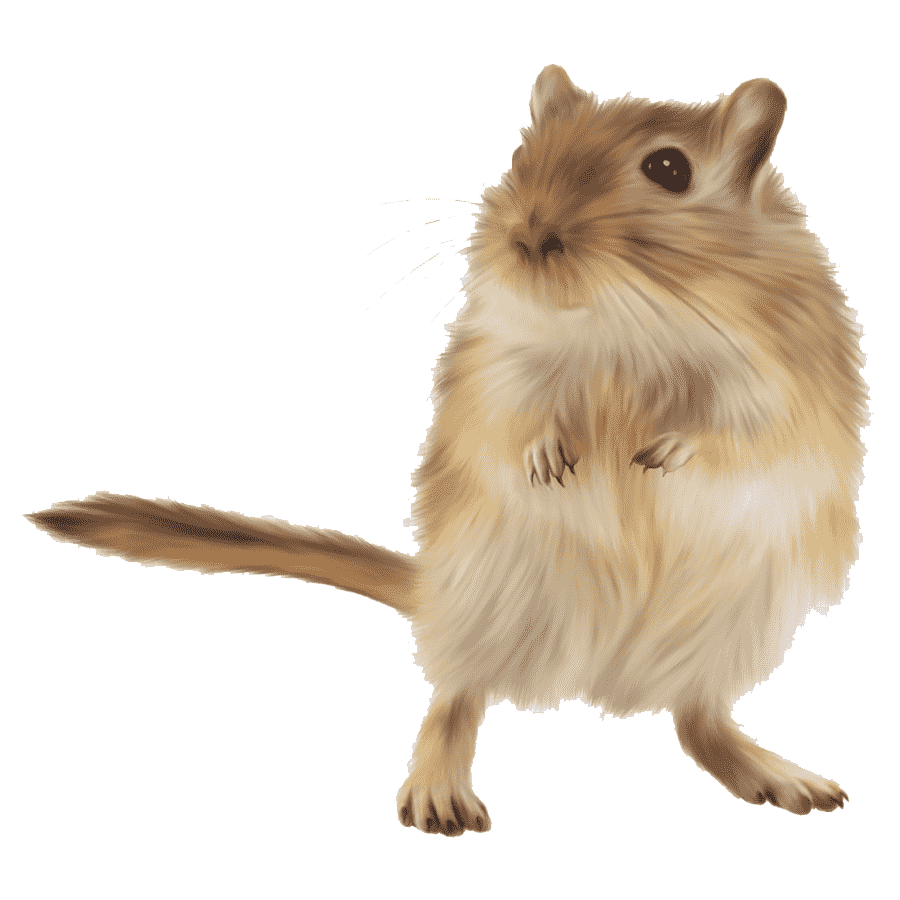 Gerbil