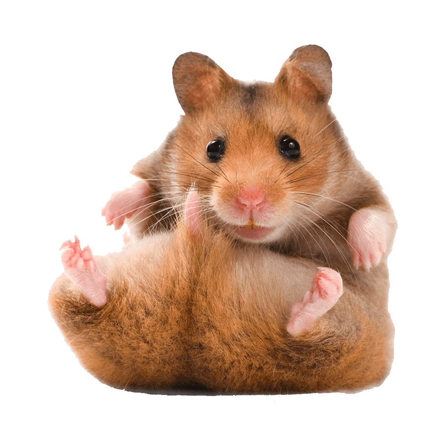 Hamster