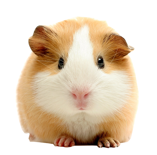 Cavia